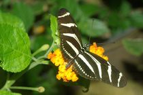 Zebra Longwing by Pat Goltz