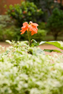 Orange coloured flower von reorom