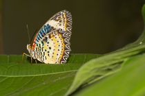 Red Lacewing von Pat Goltz