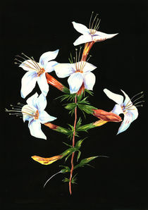 Lilien by Hans-Georg Fischenich