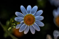 Simply Daisy by Tiago Pinheiro