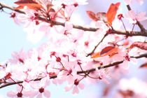 Zierpflaume Blüten rosa von alsterimages