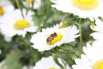 Margeriten mit Biene von alsterimages