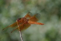 Flame Skimmer 2 by Pat Goltz