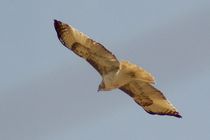 Red-tailed Hawk von Pat Goltz