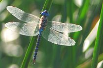 Blue Eyed Darner von Pat Goltz