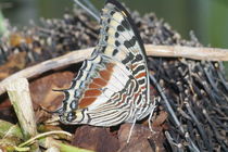 Giant Charaxes by Pat Goltz