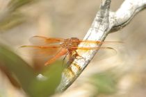 Flame Skimmer von Pat Goltz