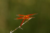 Flame Skimmer von Pat Goltz