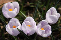 Krokusse violette weiß von alsterimages