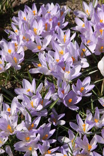 Krokusse violette weiß von alsterimages