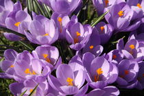 Krokusse violette von alsterimages