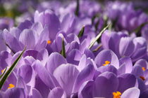 Krokusse violette von alsterimages