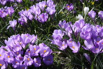 Krokusse violette von alsterimages