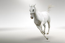 White horse in motion von tkdesign