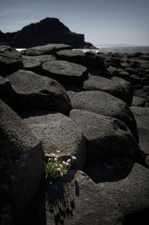 Giant's Causeway by Tom Hanslien