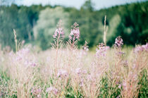 lilac flowers in the field in the country, Russia by yulia-dubovikova