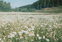 camomile field, Russia von yulia-dubovikova