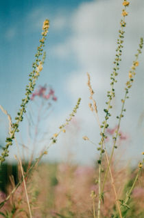 lilac flowers in the field in the country, Russia by yulia-dubovikova