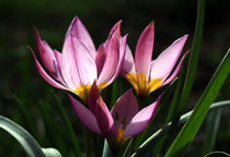 Wildtulpen von Wolfgang Dufner