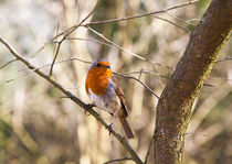 Robin Perching by Graham Prentice