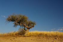 Lone Tree 2 by Pat Goltz