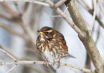 Redwing von Graham Prentice