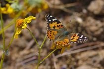 Painted Lady on Brittlebush by Pat Goltz