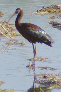 White-faced Ibis by Pat Goltz