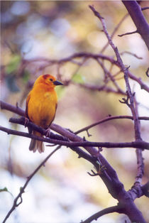 Taveta Golden Weaver by Pat Goltz