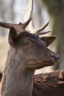 Damhirsch von ir-md