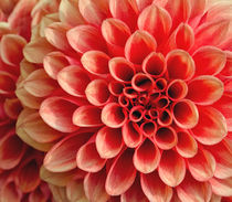 Dahlia 1 von kent