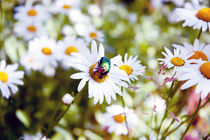 may-bug on a camomile flower, Russia von yulia-dubovikova