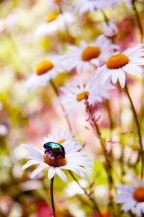 may-bug on a camomile flower, Russia by yulia-dubovikova