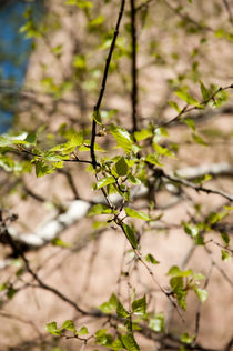 fine gentle first spring greens von yulia-dubovikova