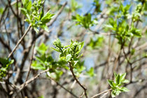 fine gentle first spring greens by yulia-dubovikova