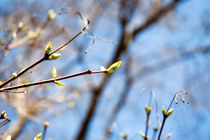 fine gentle first spring greens von yulia-dubovikova