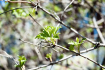 fine gentle first spring greens von yulia-dubovikova