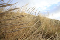 Grassy Dunes von James Biggadike