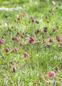 Fritillaria in Spring von Graham Prentice