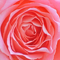 Pink Rose by James Biggadike