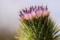 Große Klette - Burdock von ropo13