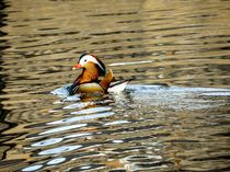 Mandarin Male von travelingjournalist