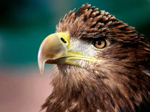 White Tailed Sea Eagle by Paul messenger