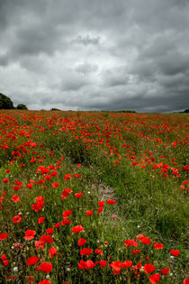 Poppies before the Storm by Alice Gosling