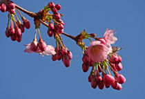 Japanische Kirschbaumblüte von Wolfgang Dufner