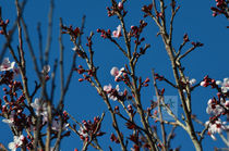 Budding... von Jakob Astor