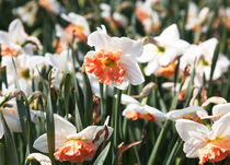 Harbingers of Spring by Graham Prentice