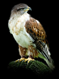 "Ferruginous Hawk" von John Biggadike