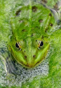 Grüner Frosch im Teich by Matthias Hauser